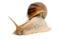 Lissachatina immaculata panthera Madagascar adult